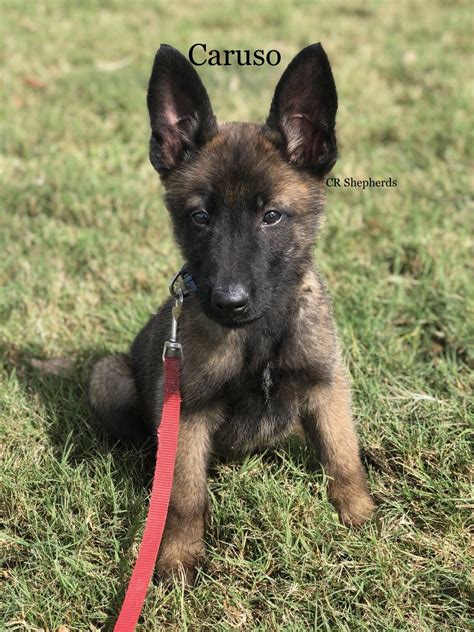 belgian malinois puppies florida|belgian malinois kennels in florida.